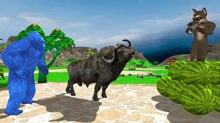 A Buffalo who hunted a wolf who stole a watermelon | Animals stories | Buffalo | Gorilla | Wolf