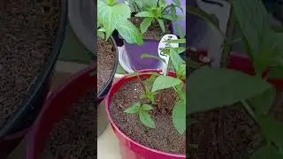 Продолжу черенковать🌿🌱 Паны и Мадам Эмиле Мулье.  Заказала Металлику🌸🌿 жду когда приедет посылка🚚
