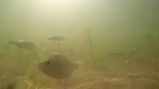 Timelapse of a Perch School