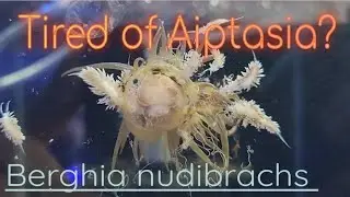 Have Aiptasia? Watch this video before using Berghias