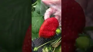 Farm Comfort Fruits Satisfying #Shorts travel,cooking, gardening