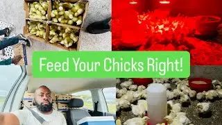 How long should I give my chicken starter feed ?