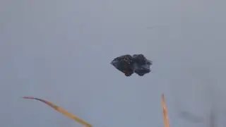 Sweetwater Wetlands Park - December 2025