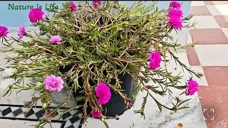 पोर्टुलाका प्लांट में ढेरों फूल कैसे लाएं 🤔 | Portulaca, Moss Rose , 10 o'clock flower plant | 