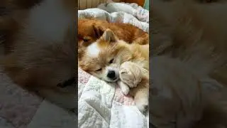&ldquo;When a Puppy Becomes a Cat&rsquo;s Pillow 💞 | 강아지가 아기 고양이의 베개가 된 순간 🐾&rdquo;