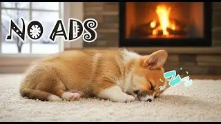 12 Hours UNINTERRUPTED Calming Music for Dogs Home Alone 🐶 Dog Stress Relief Music