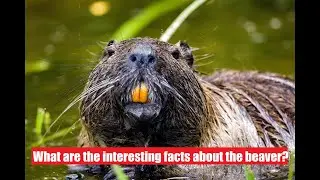 What are the interesting facts about the beaver? - BEAVER SOUNDS - Succes Music