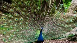 Most Popular Peacock Video No Copyright | Free Stock Videos