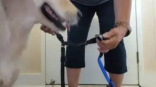 How to put on Blue9 Balance Harness with Neck Buckle.