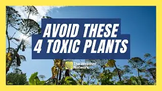 Four Toxic Plants To Avoid This Summer And How To Identify Them