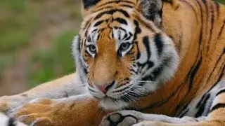 Nothing About a Tiger Is Random | The Science Behind Nature&rsquo;s Perfect Predator