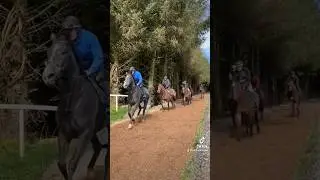 Eoin McCarthys Gallop and Video collaboration, Athea County Limerick