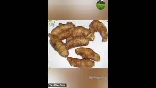 Dailyhealth #dailyhealth #tamil #tamilshorts #tamiltrending #tamiltrendingvideo #மருத்துவம்#உடல்நலம்