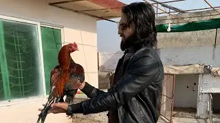 King lakhy na aj draa dea 😬