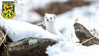 Season 4 Episode 3: The Short-tailed Weasel