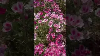 Godetia in bloom for seed production 2025 #flowerfields #seedproduction #flowerfarming #familyfarm