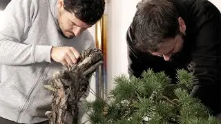 Trabajo en equipo | GOMO STUDIO | Doblando troncos y ramas de Pinus sylvestris