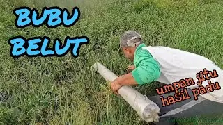 #EP555 Umpan Paling Mujarab Setakat Ni - membubu belut sawah