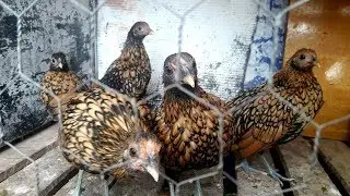 Filhotes franguinhos da ra&ccedil;a pura galinha ornamental sebright Dourado. Ovos galados f&eacute;rteis