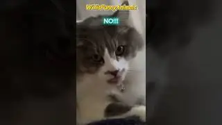 😹 Cats Losing Their Minds -- HILARIOUS! 😹  #funny #cat #cute