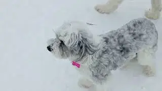 Puppy dog snow filled park #fun #dog #puppy #happy Toronto Canada 