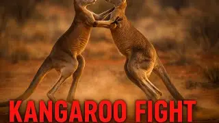 Brutal Kangaroo Fight Caught on Camera | Wild Animal Showdown!