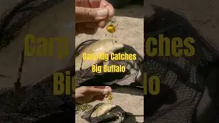 catching a big buffalo fish on a Carp rig!!! #carprigs #buffalo #gonefishing