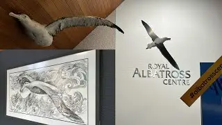 4K UHD Scenic Wildlife Tour of the Blue Penguin Pukekura at the Royal Albatross Centre.