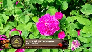 Dulceață de trandafiri de Damasc