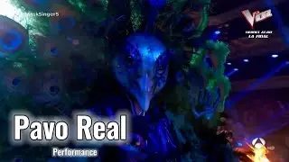 Gala 5-Pavo Real 