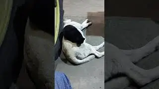 Dogs and cats living together 🦮🐈&zwj;⬛