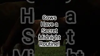 Cows Have a Secret Midnight Routine!