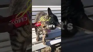 Engaging Cat Food Puzzles