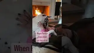 Любовь к догам удушает 😅