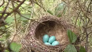 bird nesting walk,  april 2020