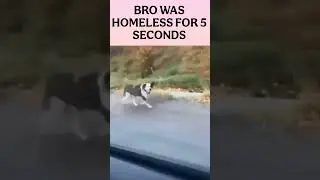 He was homeless for 5 seconds 😂 #reels #viral  #dog #dogs #shorts
