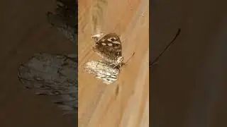 Spider Vs Butterfly #2!