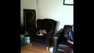 CAT CHASING TAIL!!