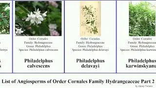 List of Angiosperms of Order Cornales Family Hydrangeaceae Part 2 philadelphus orange mock tree