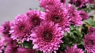 Guldaudi | Guldaudi different color flower update| Daisy flower pakode