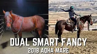 DUAL SMART FANCY- by DUAL SMART REY (DUAL REY) in foal to CRIMSON BET (METALIC CAT) Available Now
