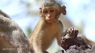 Pitiful My Beloved Monkey Janna Got So Serious Injured