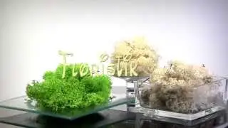 Floristik24 Islandmoos mehrfarbig