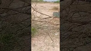 #wood #israeli babul#babul kutti #new buisness for a farmer