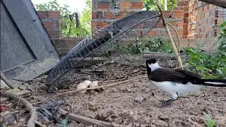Como pegar gralha-cancã que está comendo ovo de galinha 
