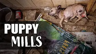 Puppy Mills: What They Are & How to Stop Them