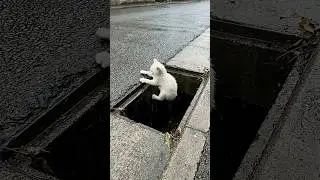 😢 Everyone Rejected Him&hellip; Until This Black Puppy Became a Hero 💔🐶| K POP #story #shorts