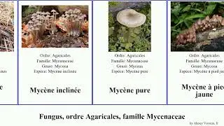 Fungus, ordre Agaricales, famille Mycenaceae myc&egrave;ne pure rouge pied jaune Heimiomyces leptophylla