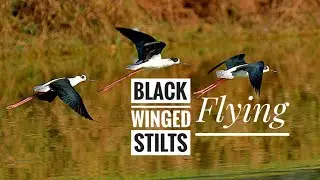 #Flying Birds- #Black-winged Stilt(Himantopus himantopus)