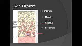 Integumentary System Part 4   Skin Color